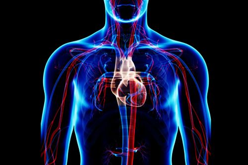 Cryogenic Blood Circulation